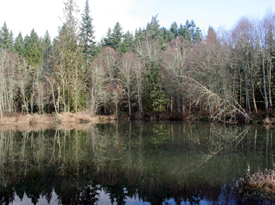 64 Acres on Eagle Creek with Large Pond
