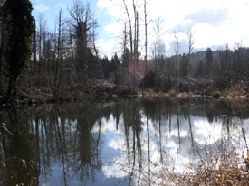 Oregon Creekfront Land with Picturesque Pond