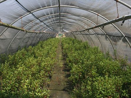 Approximately 650,000SF of greenhouses