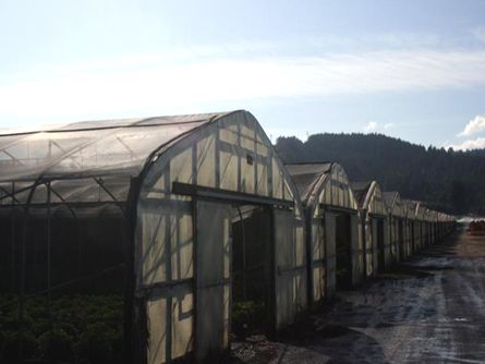 Approximately 30 large Greenhouses