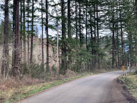 Trees along paved road frontage