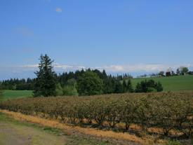 17 Acres Planted in Blueberries