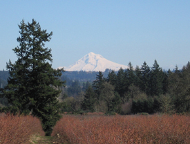 Mt. Hood View