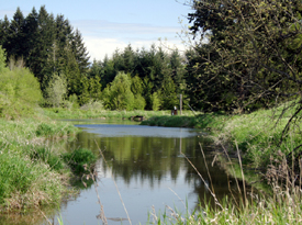 Large Fish Pond