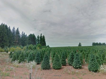 50 Acres Leased for Christmas Trees