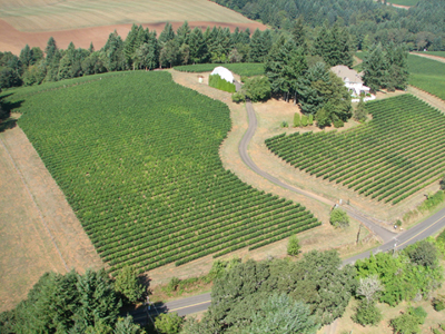 Dundee Hills Oregon Vineyard