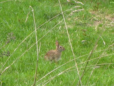 Trees, Meadows, Views, and Wildlife