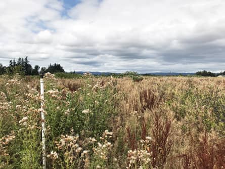 Solid set irrigation in blueberry fields