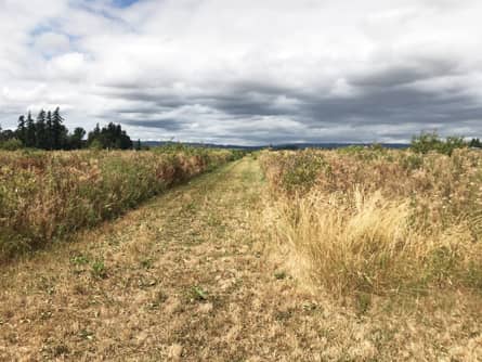 Productive Washington County Farmland