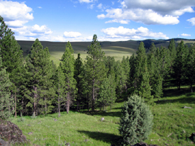 Trees and Meadows