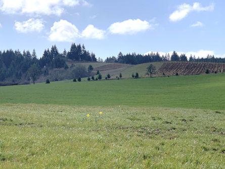 In the Chehalem Mountain Winegrowers AVA