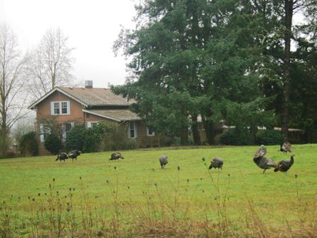 5 Acres with Home in McMinnville, Oregon for sale