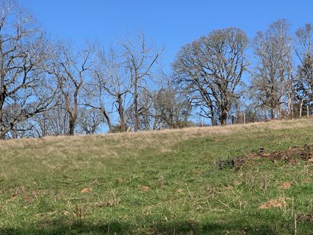 Majestic Trees