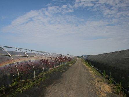 Rows of Greenhouses on Schefflin Farm