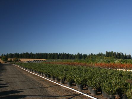 Irrigated Container Yard Nursery on Kansas City Farm