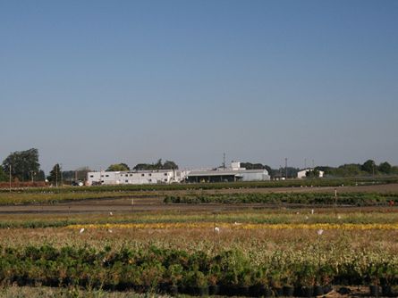 Irrigated Graveled Container Yard on Cannery Farm