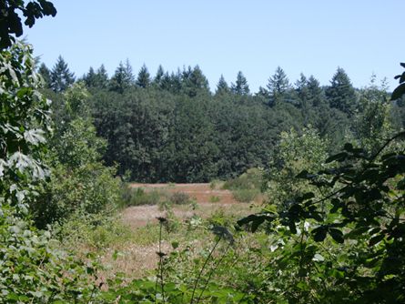 Privacy, Trees, Meadows and  Seasonal Creek