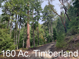 160 acres of Timberland in Azalea for sale