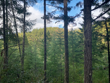 Picturesque Oregon Forestland