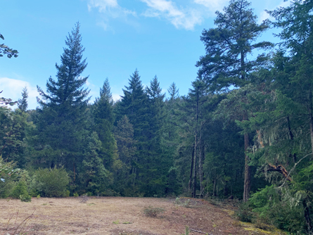 Douglas Fir, Incense Cedar, Ponderosa Pine and Spruce