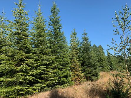 Majestic fir trees provide privacy and beauty