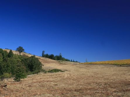 Primarily southern and southwestern slopes