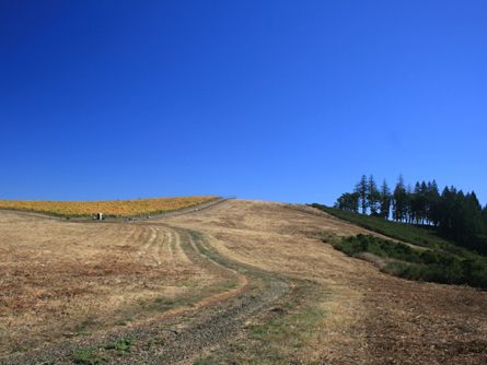 Adjacent to Dupee Vineyard